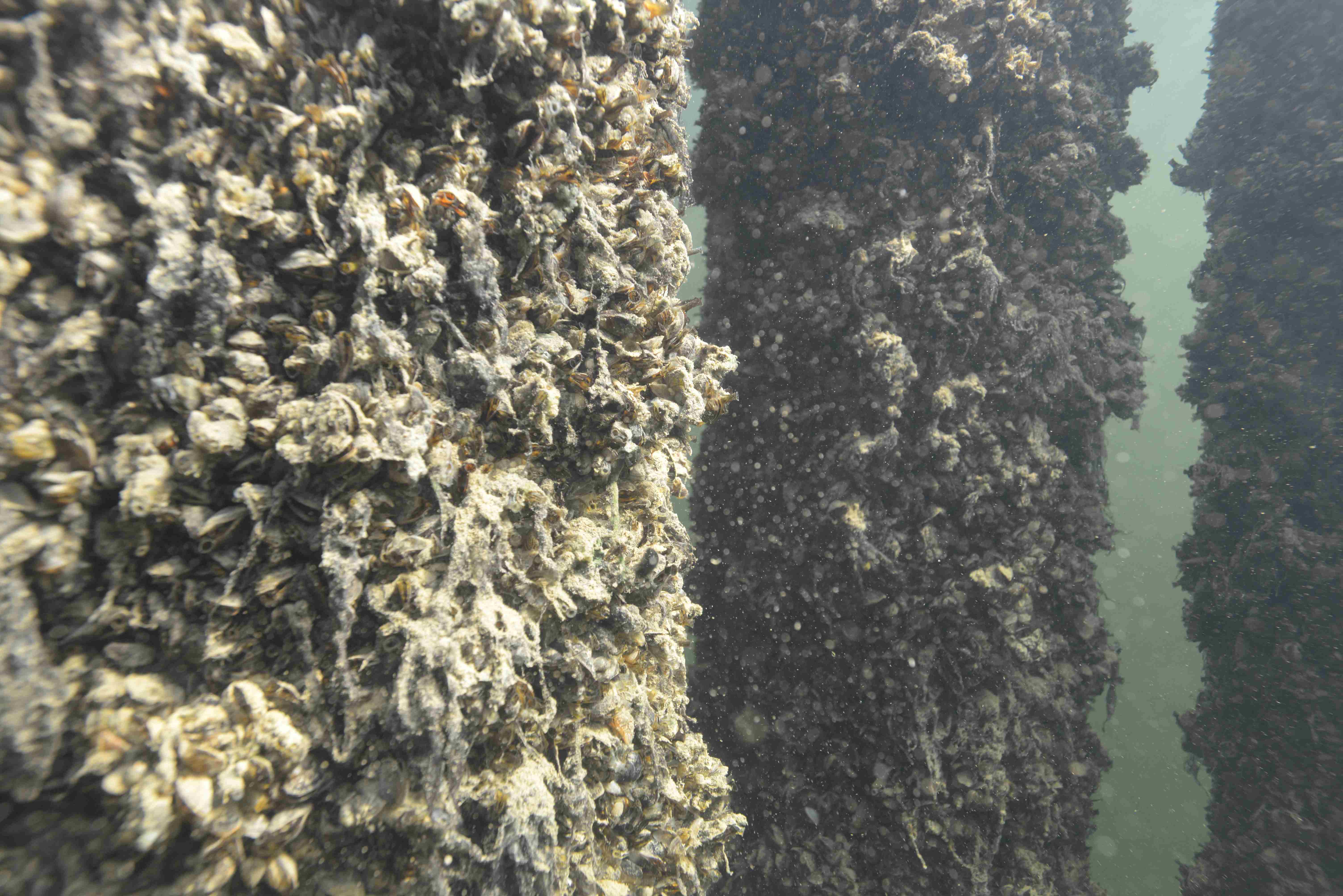 Quagga mussel underwater
