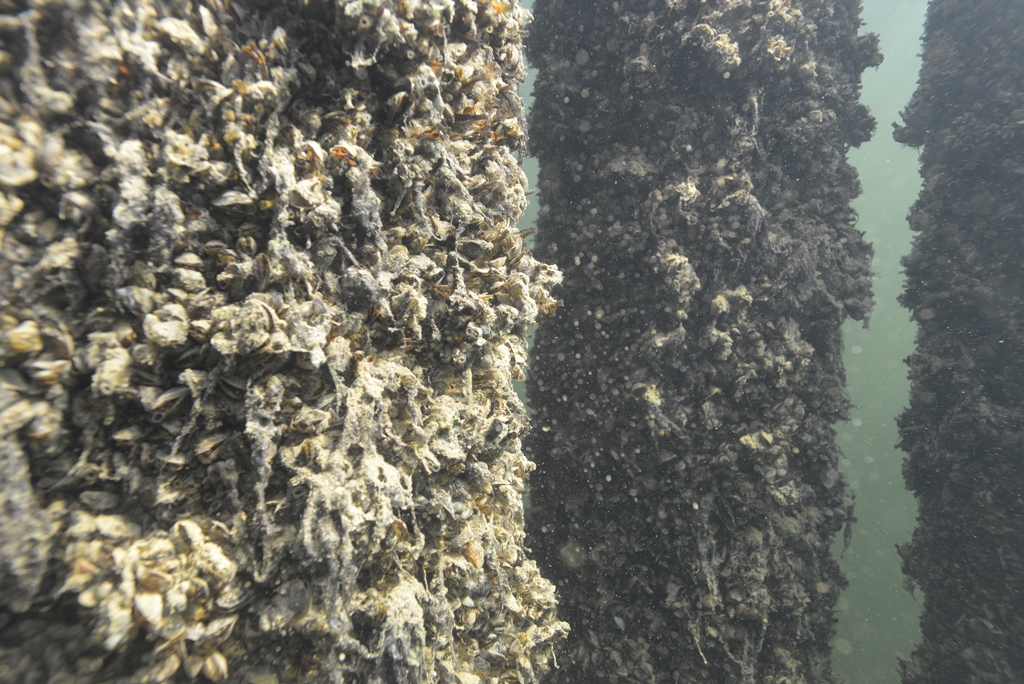 Quagga mussel underwater